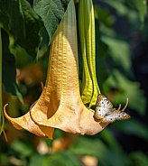 Angel`s Trumpet Flower with a White Peacock Butterfly